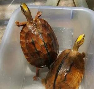 金钱龟