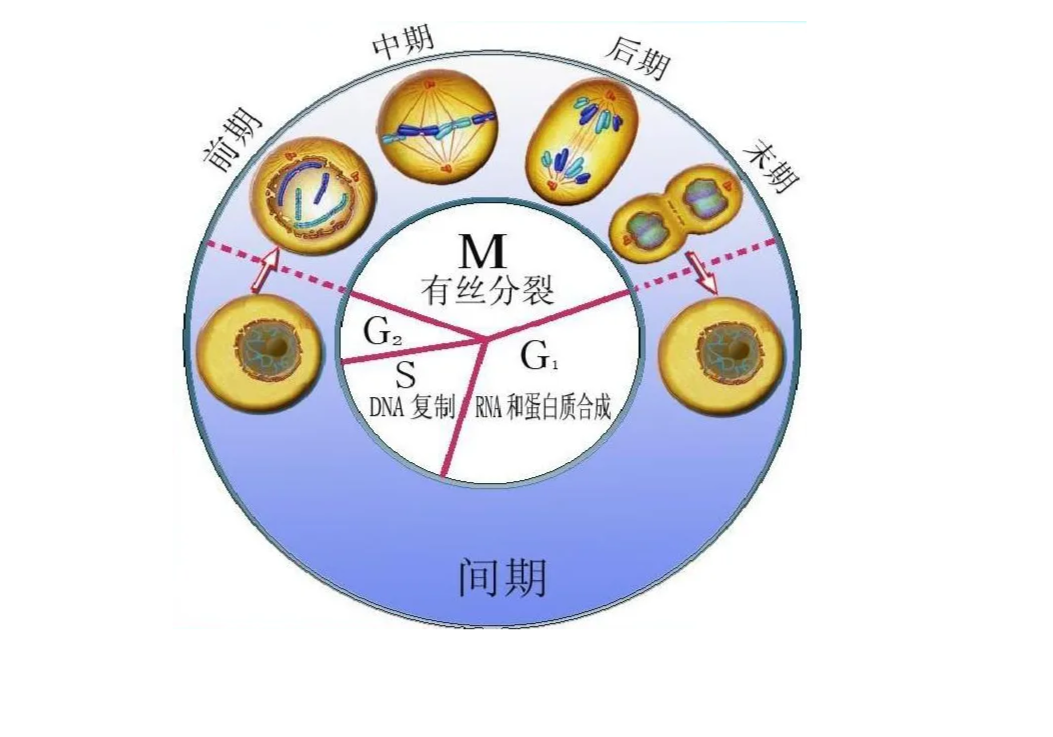 细胞周期简图图片