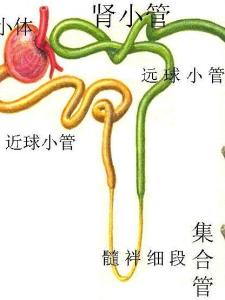 肾小管