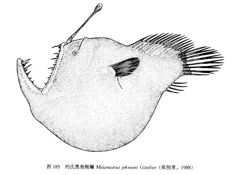 安康鱼简笔画 恐怖图片