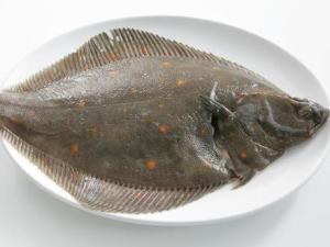 偏口鱼