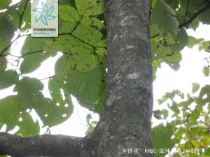 玉铃花根茎