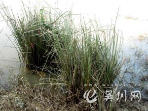 吴川兰石野生香根草