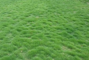 马尼拉草