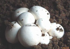 双孢蘑菇
