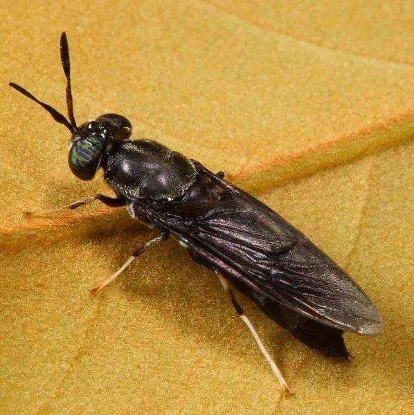黑水虻(3)成虫期会飞,不吃食不飞进人居空间,生活期只有10天,产卵量