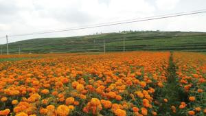 万寿菊花形态图