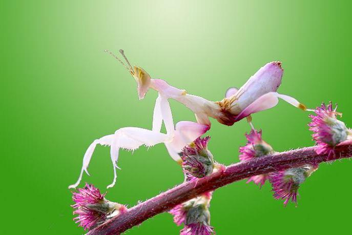 兰花螳螂 螳螂目花螳科动物 搜狗百科