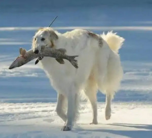苏俄猎狼犬