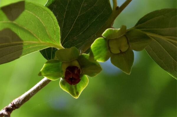 柿子花 柿树属植物 搜狗百科