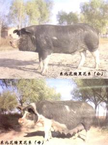 东北花猪黑花系