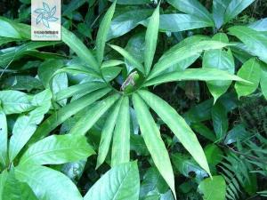 (性味以下出《浙江民间常用草药》)独叶一枝枪词条