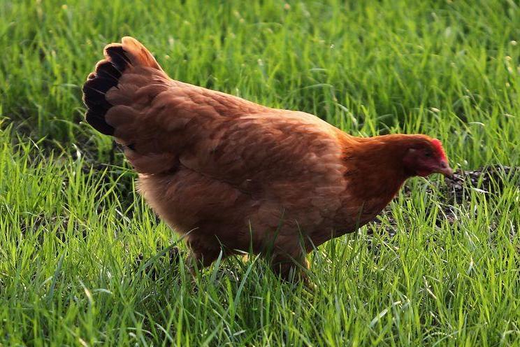 鸡 雉科原鸡属动物 搜狗百科