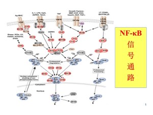 NF-kB信号通路