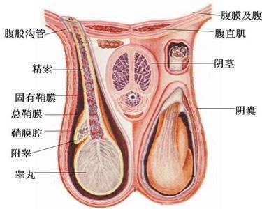 睾丸女性化综合征 搜狗百科