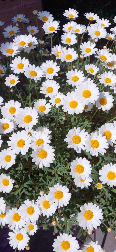 雏菊