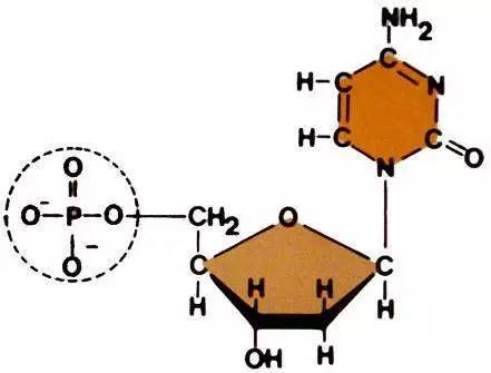 脱氧核糖核苷酸示意图图片