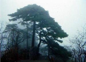 连理松图集一