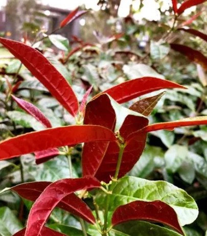 红背桂 - 搜狗百科