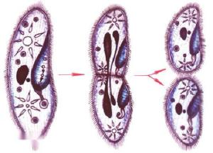 草履虫的分裂生殖过程