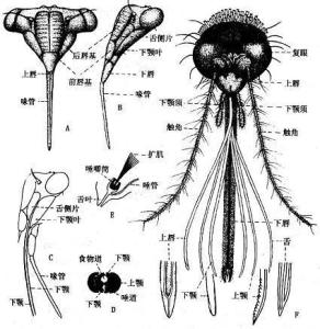 刺吸式口器