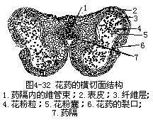 花药 搜狗百科