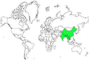 白眉棕啄木鸟地理分布