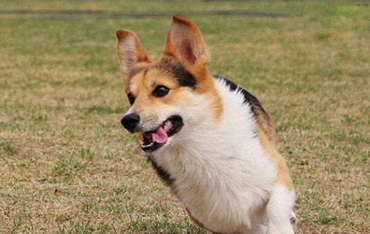 威尔斯柯基犬