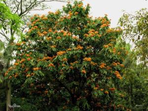 无忧树种植方法 300