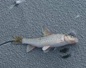 hemibarbus maculatus bleeker)[1],别称吉花鱼,吉花勾,属于鲤科,俗名