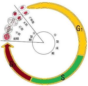 细胞分裂间期