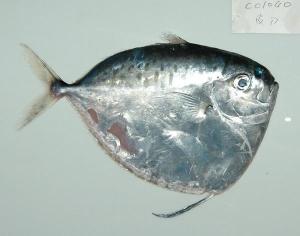 眼镜鱼（Mene maculata）