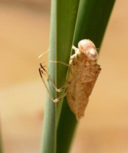 水虿