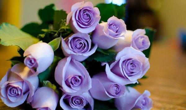 紫玫瑰 花卉品种 搜狗百科