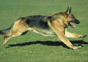 狼犬