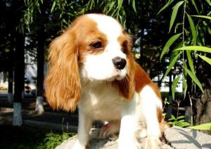 小猎犬