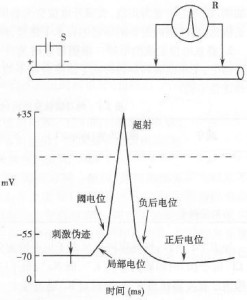 测单一神经纤维静息和动作电位的实验模式图