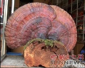 二道白河镇