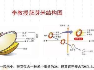 胚芽米