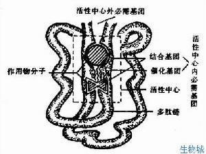 酶分子结构
