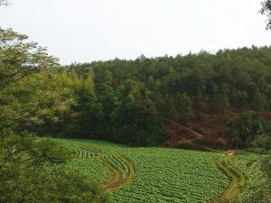 烤烟田