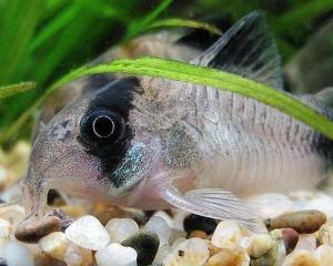 老鼠鱼 搜狗百科