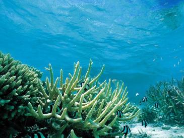 水族馆生物