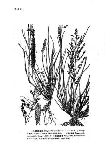 海南画眉草