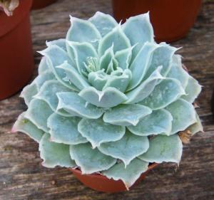 Echeveria simulans (镜莲)
