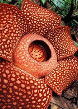 食人花(植物) - 搜狗百科