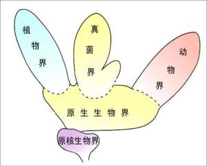 生物的五界系统