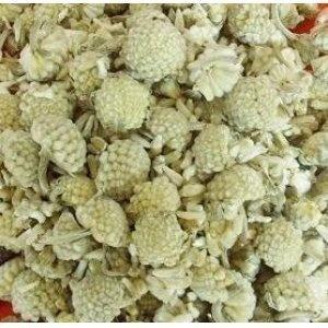 绿萝花的图片