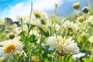 杭白菊