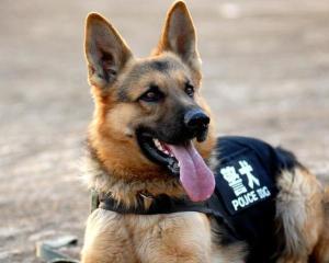 警犬